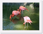 At_the _zoo (10) * 2048 x 1536 * (1.48MB)